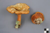 Lactarius deterrimus image